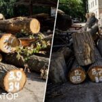Теплотраса на Теремках – у КМДА кажуть, що можуть зберегти від вирубки 160 дерев